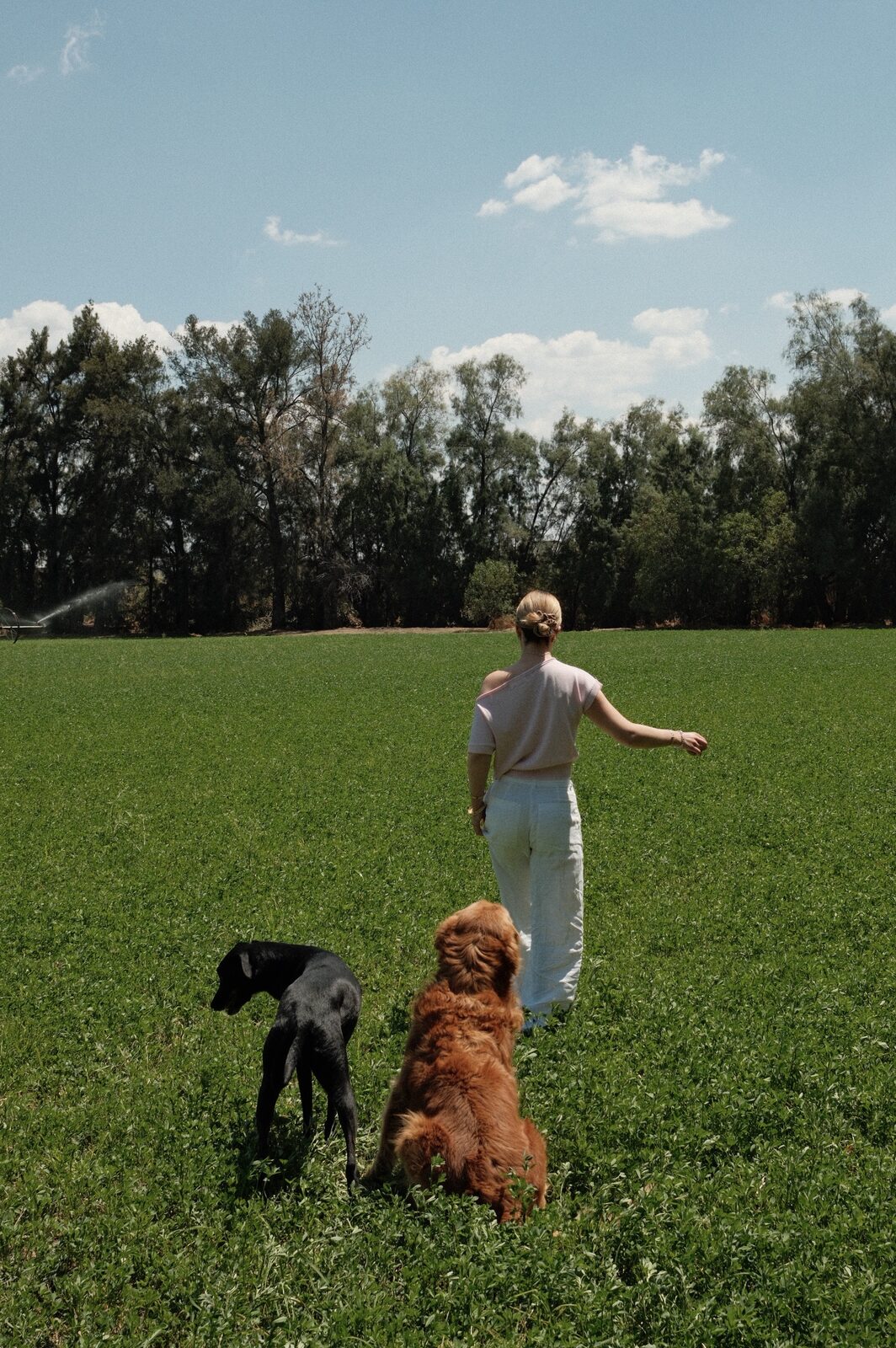 Open field with dogs