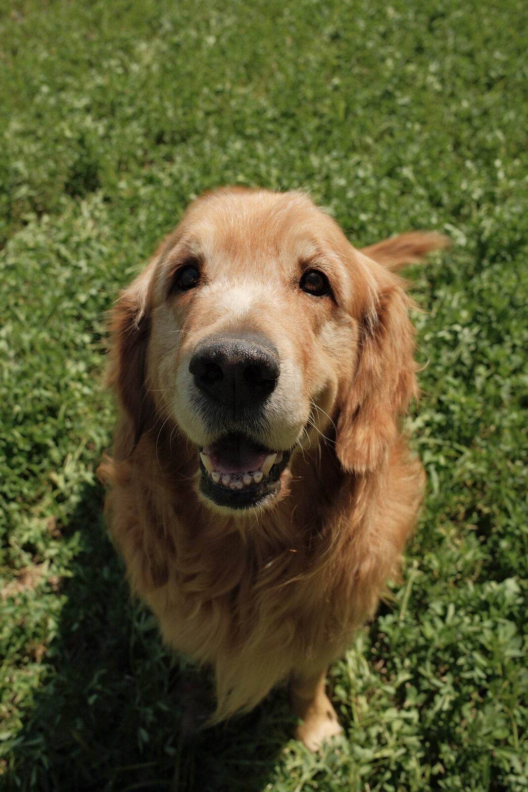 A golden retriever in the grass